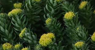 Attēlu rezultāti vaicājumam “Rhodiola rosea”