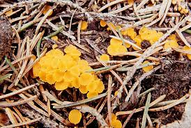 Attēlu rezultāti vaicājumam “Byssonectria fusispora”