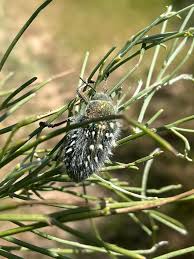 Attēlu rezultāti vaicājumam “Schizotus pectinicornis larva”