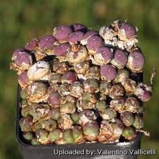 Attēlu rezultāti vaicājumam “Craterium minutum young”