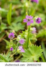 Attēlu rezultāti vaicājumam “Geranium pusillum”