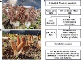 Attēlu rezultāti vaicājumam “Morchella esculenta”