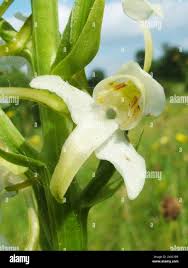 Attēlu rezultāti vaicājumam “Platanthera chlorantha flower”