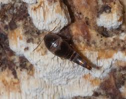 Attēlu rezultāti vaicājumam “Sepedophilus sp.”