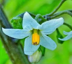 Attēlu rezultāti vaicājumam “Solanum nigrum flower”