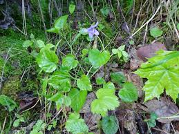 Attēlu rezultāti vaicājumam “Viola reichenbachiana leaf”