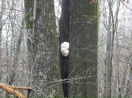 Attēlu rezultāti vaicājumam “Diachea subsessilis spores”