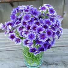 Image result for Phlox drummondii