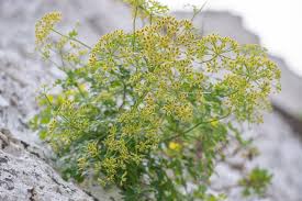 Attēlu rezultāti vaicājumam “Peucedanum palustre leaf”