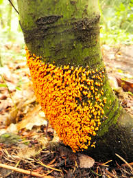 Attēlu rezultāti vaicājumam “Leocarpus fragilis stalked”