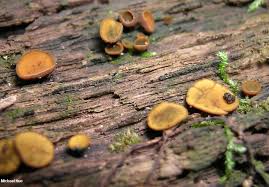 Attēlu rezultāti vaicājumam “Chlorencoelia versiformis”