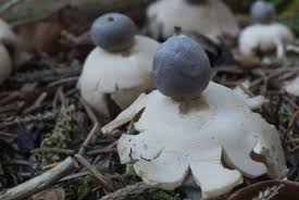 Attēlu rezultāti vaicājumam “Geastrum quadrifidum”