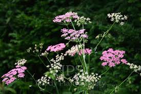 Attēlu rezultāti vaicājumam “Pimpinella major”