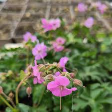 Image result for Storchschnäbel