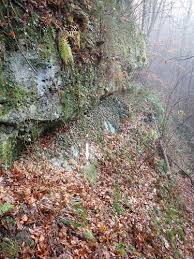 Attēlu rezultāti vaicājumam “Taxiphyllum wissgrillii”