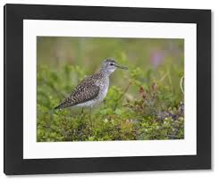 Attēlu rezultāti vaicājumam “Tringa glareola adult”