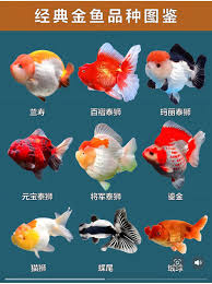 Image result for 金魚