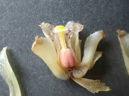 Attēlu rezultāti vaicājumam “Monotropa hypopitys”