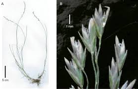 Attēlu rezultāti vaicājumam “Poa nemoralis”