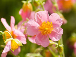 Attēlu rezultāti vaicājumam “Helianthemum x hybridum”