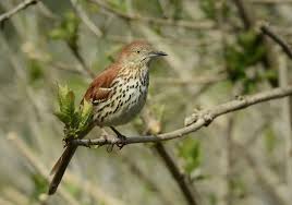 Image result for Toxostoma rufum