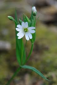 Attēlu rezultāti vaicājumam “Stellaria holostea flower”