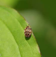 Attēlu rezultāti vaicājumam “Anthrenus verbasci”