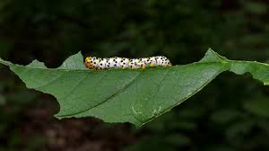 Attēlu rezultāti vaicājumam “Shargacucullia scrophulariae”