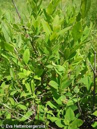 Attēlu rezultāti vaicājumam “Spiraea salicifolia”