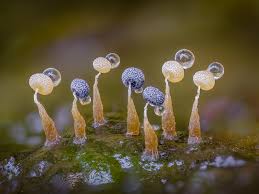 Attēlu rezultāti vaicājumam “Diderma floriforme spores”