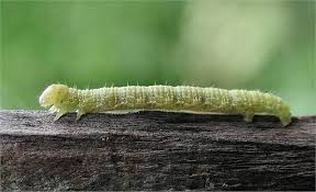 Attēlu rezultāti vaicājumam “Agriopis leucophaearia”