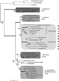 Attēlu rezultāti vaicājumam “Symphytocarpus impexus spores”