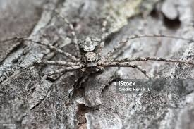 Attēlu rezultāti vaicājumam “Philodromus margaritatus”