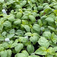 Attēlu rezultāti vaicājumam “Ocimum basilicum leaf”