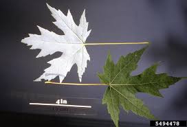 Attēlu rezultāti vaicājumam “Acer saccharinum leaf”
