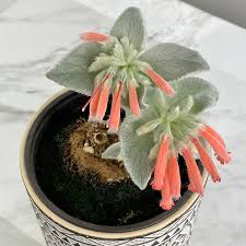 Image result for Sinningia