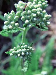 Attēlu rezultāti vaicājumam “Achillea millefolium bud”
