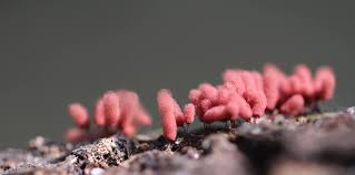 Attēlu rezultāti vaicājumam “Stemonitopsis typhina macro”