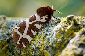 Attēlu rezultāti vaicājumam “Arctia caja imago”