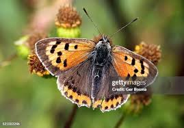 Attēlu rezultāti vaicājumam “Lycaena tityrus female”