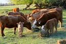 Colorado Cattle Ranching Colorado cattle ranches for sale ranching ...