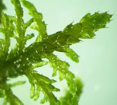 Attēlu rezultāti vaicājumam “Thuidium recognitum”