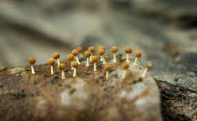 Attēlu rezultāti vaicājumam “Physarum melleum macro”