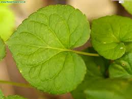 Attēlu rezultāti vaicājumam “Viola rupestris”