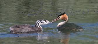 Attēlu rezultāti vaicājumam “Podiceps cristatus juvenile”