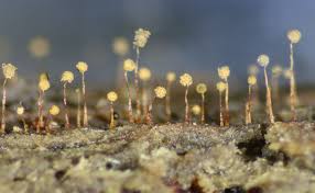 Attēlu rezultāti vaicājumam “Cribraria rubiginosa spores”