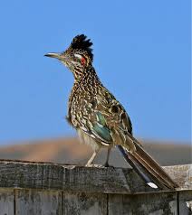 Image result for Gravesend Road Runners & Athletics Club