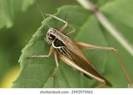 Attēlu rezultāti vaicājumam “Metrioptera roeselii”