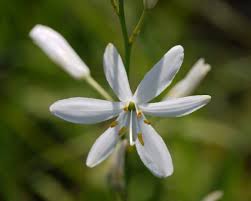 Attēlu rezultāti vaicājumam “Anthericum ramosum”