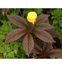 Image result for Rodgersia chocolate wings